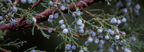 Juniper berries used to make botanical oils